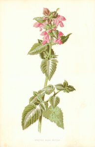 斑点死んだイラクサ 作： Frederick Edward Hulme