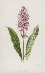 斑点のある蘭（chromolitho） 作： Frederick Edward Hulme