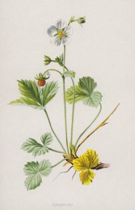 イチゴ（クロモリト） 作： Frederick Edward Hulme