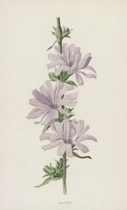 サッコリー（クロモリト） 作： Frederick Edward Hulme