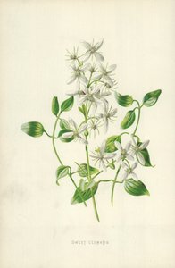 甘いクレマチス 作： Frederick Edward Hulme