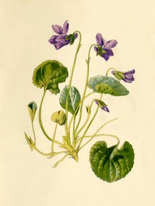 スイートバイオレット、1877年。 作： Frederick Edward Hulme