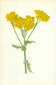 タンジー 作： Frederick Edward Hulme