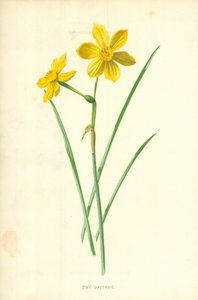 小さな水仙 作： Frederick Edward Hulme
