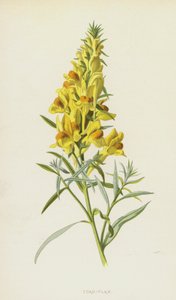 ヒキガエル亜麻（クロモリト） 作： Frederick Edward Hulme