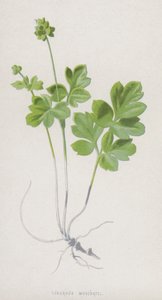 塊状モシャテル（クロモリト） 作： Frederick Edward Hulme