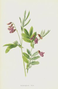 塊茎エンドウ（クロモリト） 作： Frederick Edward Hulme