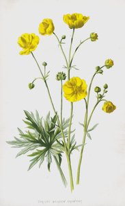 直立草原クロウフット（クロモリト） 作： Frederick Edward Hulme
