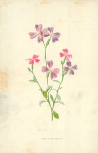 バージニア株式 作： Frederick Edward Hulme