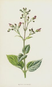 イチジク麦汁（クロモリト） 作： Frederick Edward Hulme