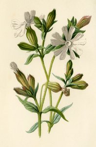 ホワイトカンピオン、1877年。 作： Frederick Edward Hulme