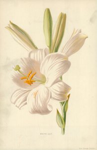 白いユリ 作： Frederick Edward Hulme