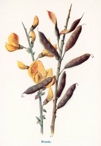  作： Frederick Edward Hulme