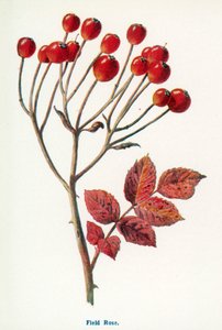  作： Frederick Edward Hulme
