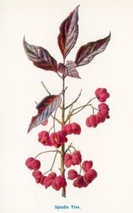  作： Frederick Edward Hulme