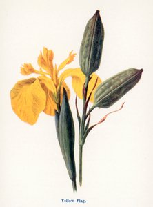  作： Frederick Edward Hulme