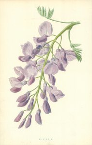 ウィスタリア 作： Frederick Edward Hulme