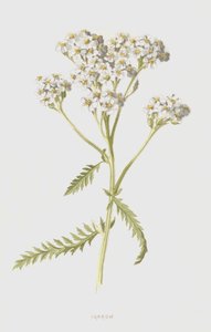 ノコギリソウ（クロモリト） 作： Frederick Edward Hulme