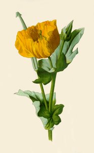 イエローホーンポピー、1877年。 作： Frederick Edward Hulme