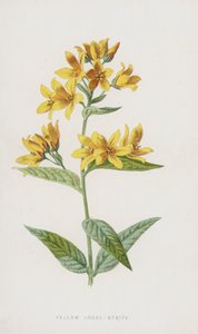 黄色のゆるい筋（クロモリト） 作： Frederick Edward Hulme