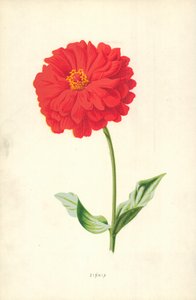 ジニア 作： Frederick Edward Hulme