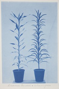 Draconas Sunderii et rubia elogans 19世紀末～20世紀初頭 クリーム色の織紙にシアノタイプ。 作： Frederick K. Coulson