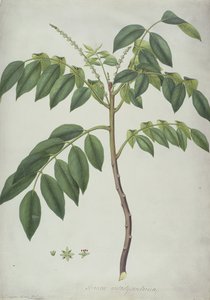 Brucea Antidysenterica、1777（ベラム上のグラファイト上のWCおよびBC） 作： Frederick Polydor Nodder