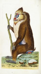 多彩なヒヒまたはマンドリルマンドリルスフィンクス 作： Frederick Polydor Nodder