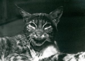 唇をなめる赤ちゃんLynxBobcat、ロンドン動物園、1925年6月 作： Frederick William Bond