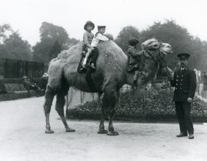 1924年6月、ロンドン動物園でキーパーのハリーワーウィックとバクトリアラクダに乗る 作： Frederick William Bond