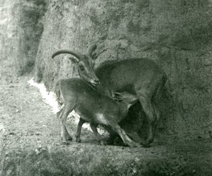 1927年8月、ロンドン動物園のMappin Terracesで子羊に餌をやるバーバリ羊AoudadWaddanAruiArruis 作： Frederick William Bond
