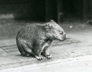 1929年、ロンドン動物園で地面に座る素鼻のウォンバット（モノクロ写真）。 作： Frederick William Bond