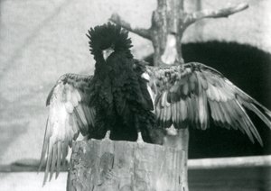 1925年のロンドン動物園で、木の切り株の上に立って翼を広げているバテレウイーグル