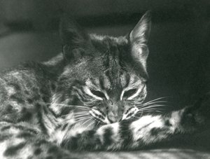ベイLynxBobcatグルーミング 作： Frederick William Bond