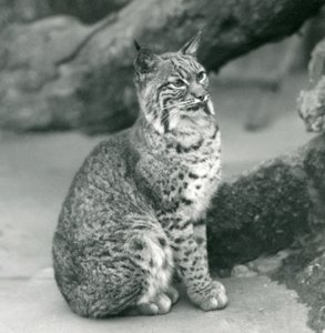 1927年3月、ロンドン動物園に座っているベイリンクスまたはボブキャット 作： Frederick William Bond