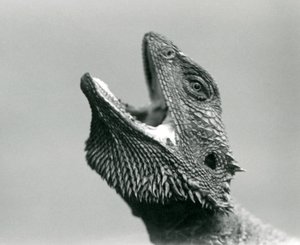 上を向いてぽかんとしているビアード・ドラゴン、ロンドン動物園、1928年8月（モノクロ写真