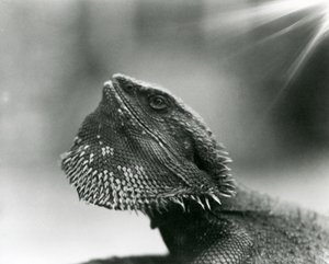 1930年、ロンドン動物園で見上げるフトアゴヒゲトカゲ（モノクロ写真