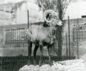 岩の上に立つビッグホーンシープの雄羊が、ロンドン動物園のマッピンテラスのふもとにある自分の囲いを眺めている。1931年(白黒写真) 作： Frederick William Bond