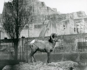 岩の上に立つビッグホーンシープの雄羊が、ロンドン動物園のマッピンテラスのふもとにある自分の囲いを眺めている。1931年(白黒写真) 作： Frederick William Bond