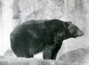 1924年、ロンドン動物園のマッピン段丘にある囲いの中に立つツキノワグマ（モノクロ写真 作： Frederick William Bond