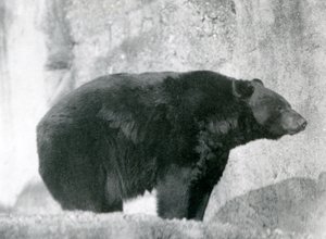 1924年にロンドン動物園のMappin Terracesの囲いに立っているクロクマ 作： Frederick William Bond