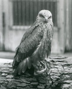 丸太の上で休むクロトビ（ロンドン動物園、1926年8月）（モノクロ写真 作： Frederick William Bond