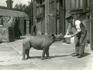 飼育係のロンドン動物園から1928年9月に哺乳されたクロサイの子牛 作： Frederick William Bond