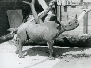 飼育係のロンドン動物園から1928年9月に哺乳されたクロサイの子牛 作： Frederick William Bond
