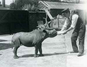 飼育係のロンドン動物園から1928年9月に哺乳されたクロサイの子牛 作： Frederick William Bond