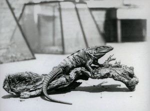 1928年8月、ロンドン動物園の丸太の上で休むクロトゲオトメイグアナ（モノクロ写真 作： Frederick William Bond