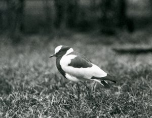 1927年8月、ロンドン動物園で草の上に立っている鍛冶屋ラッピング