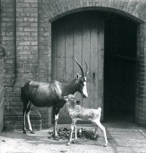 1914年6月、ロンドン動物園に母親といるブレズボックの子牛 作： Frederick William Bond