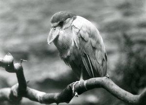 1924年6月、ロンドン動物園の枝に座っているボート請求サギ、またはハシビロコウ 作： Frederick William Bond