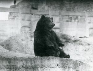 1921年9月、ロンドン動物園のMappin Terracesのふもとの囲いに座っているヒグマ 作： Frederick William Bond
